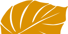 the-regular-leaf-yellow